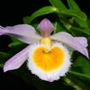 Dendrobium loddigesii