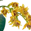 Dendrobium macrophyllum