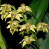 Dendrobium macrophyllum