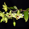 Dendrobium catenatum