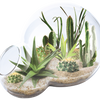 Desert Escape Growarium Succulent and Cacti Seed Terrarium Kit