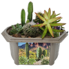 Desert Dome Biosphere Terrarium