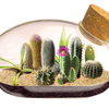 The Desert Mouse Garden Glass Terrarium with Cork