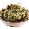 Dinosaur Plant -  Multipack of 3