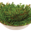 Dinosaur Plant -  Multipack of 3
