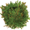 Resurrection Plant -  Multipack of 3