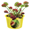 Eco Seed Sprouts Flytrap Ed - Multipack of 5