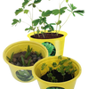 Eco Seed Sprouts 6 Variety Assortment Pack – 1 of Each