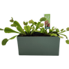 Venus Fly Trap Seed Square Terrarium