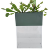 Venus Fly Trap Seed Square Terrarium