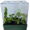 Venus Fly Trap Seed Square Terrarium