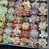 Full Flat Special 64 succulents in 2” pots