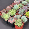 Half Flat Special - 32 succulents in 2” pots
