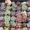Full Flat Special 64 succulents in 2” pots