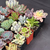 Half Flat Special - 32 succulents in 2” pots