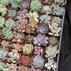 Full Flat Special 64 succulents in 2” pots