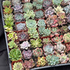 Full Flat Special 64 succulents in 2” pots