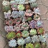 Rosette Variety Tray of 40