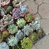 Rosette Variety Tray of 40