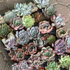 Rosette Variety Tray of 40
