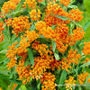 Gay Butterflies Milkweed (Asclepias tuberosa 'Gay Butterflies') - 1 gallon