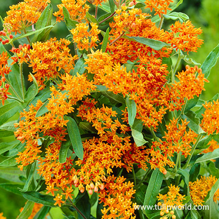 Gay Butterflies Milkweed (Asclepias tuberosa 'Gay Butterflies') - 1 gallon