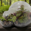 Carnivorous Growarium Meat-Eating Seed Terrarium Kit