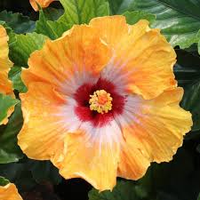 Hollywood Hibiscus™ Heartthrob™ (Hibiscus rosa-sinensis Heartthrob™) - 2 gallon