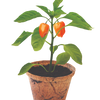 Hot Peppers Plant-It-Starters - Multipack of 4