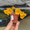Dendrobium jenkinsii