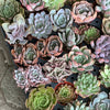 Rosette Variety Tray of 40