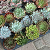 Rosette Variety Tray of 40