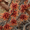 Crimson Fire Witch-hazel (Hamamelis V 'Crimson Fire') - 1 gallon TREE