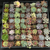 Full Flat Special 64 succulents in 2” pots