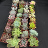 Half Flat Special - 32 succulents in 2” pots