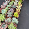 Half Flat Special - 32 succulents in 2” pots