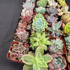 Half Flat Special - 32 succulents in 2” pots