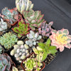 Half Flat Special - 32 succulents in 2” pots