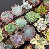 Half Flat Special - 32 succulents in 2” pots