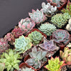Half Flat Special - 32 succulents in 2” pots