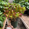 Succulent Crassula 'Jade'