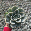 Echeveria Orpet - Tray of 40