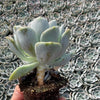 Echeveria Orpet - Tray of 40