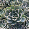 Echeveria Orpet - Tray of 40