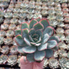 Echeveria Moonshine - Tray of 40