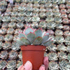 Echeveria Moonshine - Tray of 40