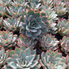 Echeveria Moonshine - Tray of 40