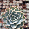 Echeveria Carino - Tray of 40