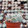 Echeveria Carino - Tray of 40
