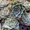 Echeveria Carino - Tray of 40